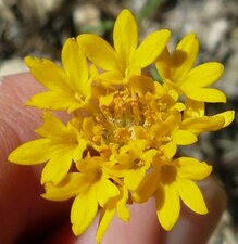 Chaenactis glabriuscula flower